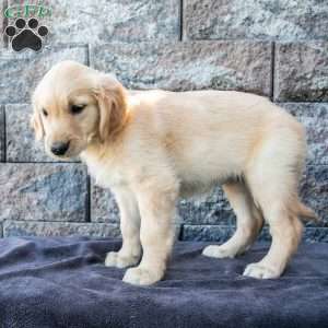 Melody, Golden Retriever Puppy